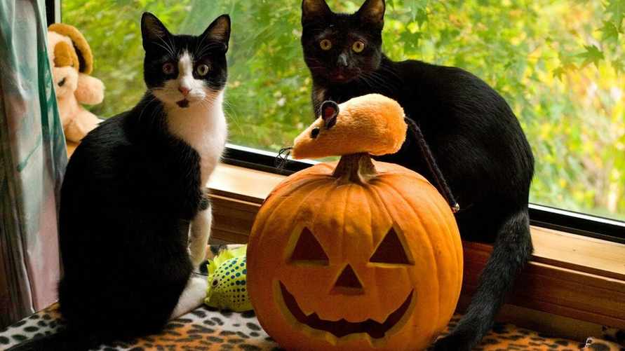 Как сохранить тыкву надолго? Нашли хитрость, которая даже сделает ее слаще