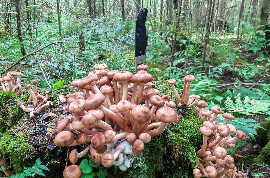 Фото иллюстрационное