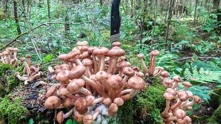 Под Солигорском мужчина порезал ножом «вошедших в азарт грибников»