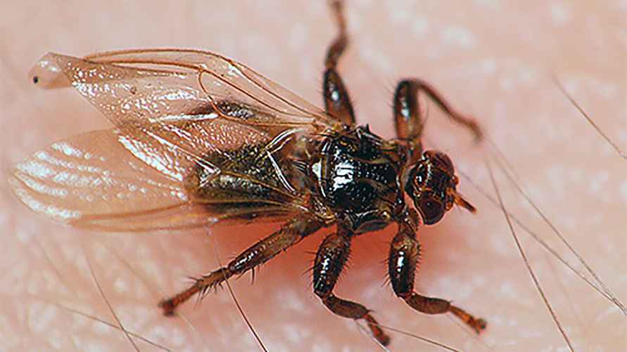 Оленья кровососка питается кровью копытных животных