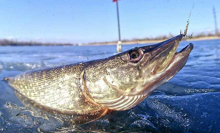 Фото иллюстрационное