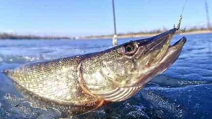 «Пришлось побороться» — Жительница Ошмян поймала в реке щуку в 10,2 кг