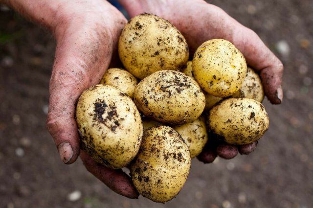 Что будет с организмом, если съедать в день 370 грамм картошки? Столько рекомендовал Совмин белорусам
