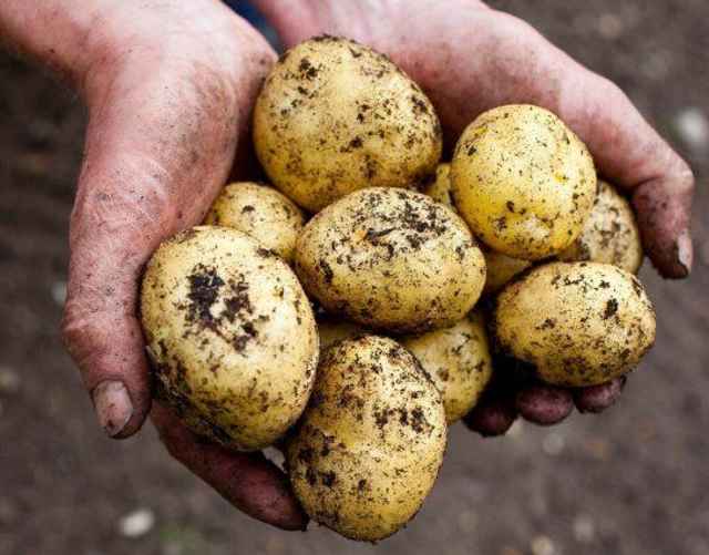 Картофель может привести к резкому повышению уровня сахара в крови.