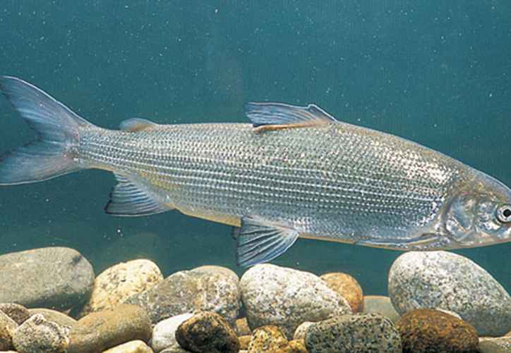 Фото: Госинспекция охраны животного и растительного мира