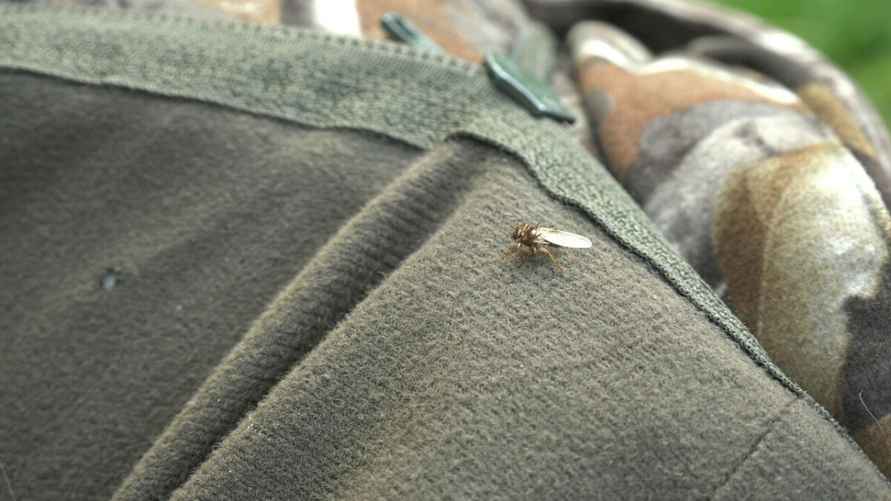 Как избежать нападения "лосиных вшей"?