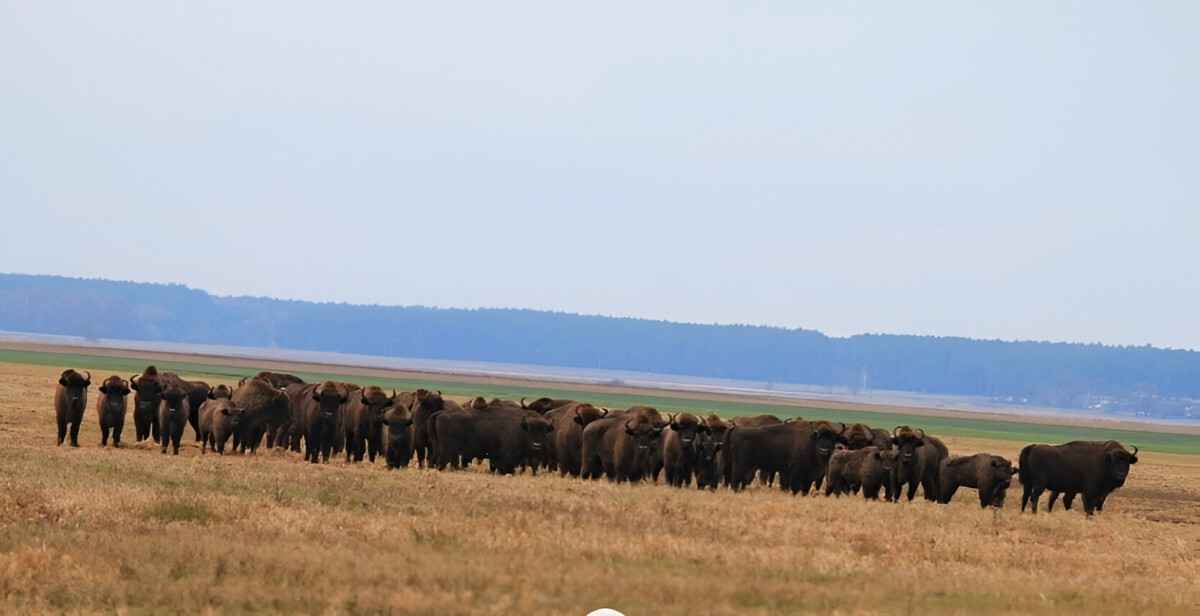 Белорусские зубры покинули леса. Куда переселились?