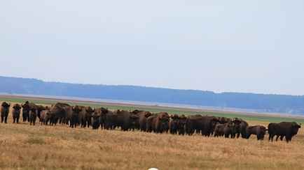 Белорусские зубры покинули леса. Куда переселились?