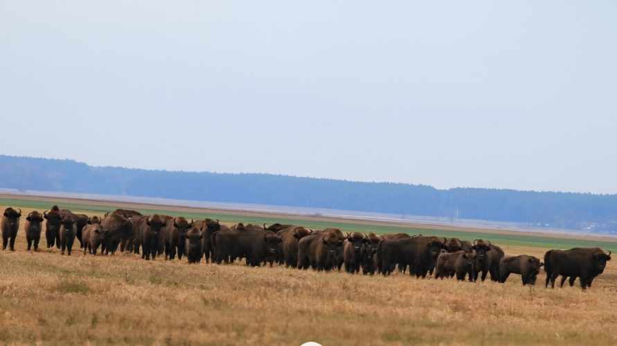 Белорусские зубры покинули леса. Куда переселились?