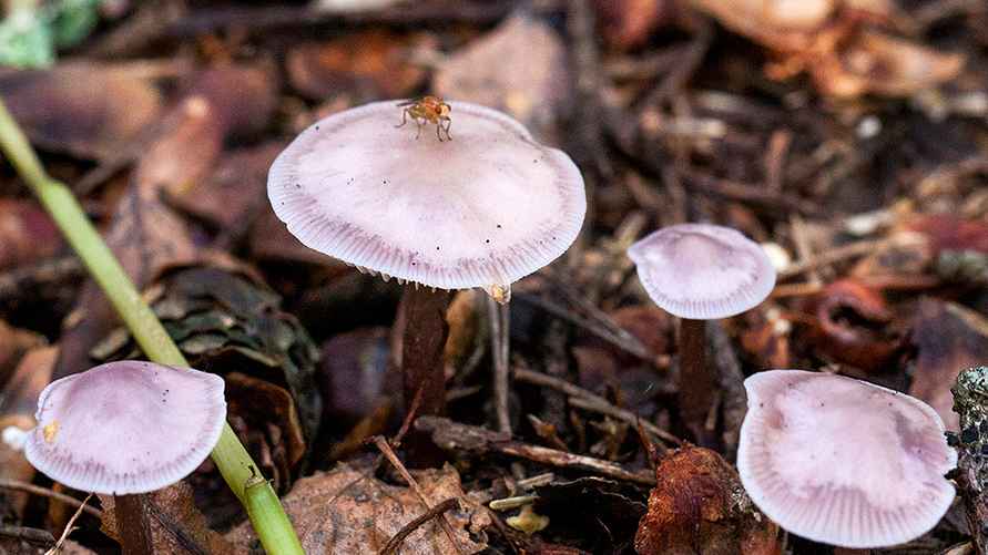 Это Мицена чистая - ядовитый гриб, с которым можно спутать лаковицу аметистовую. Будьте внимательны!