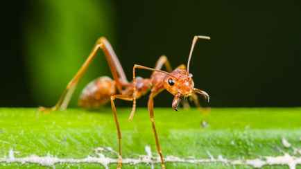 «Как мне теперь спать?» — Фотография муравья в максимальном увеличении шокировала пользователей интернета