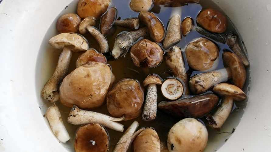 Насыпьте в воду 3 столовые ложки этого. Черви из грибов должны выползти сами