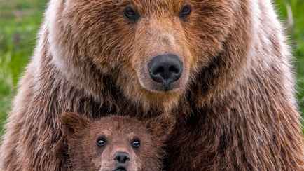 «Банальный интерес» — В НАН РБ рассказали, что делать белорусам, если медведь рычит и «делает броски». А если молчит?