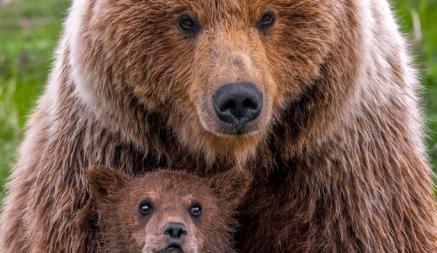 «Банальный интерес» — В НАН РБ рассказали, что делать белорусам, если медведь рычит и «делает броски». А если молчит?
