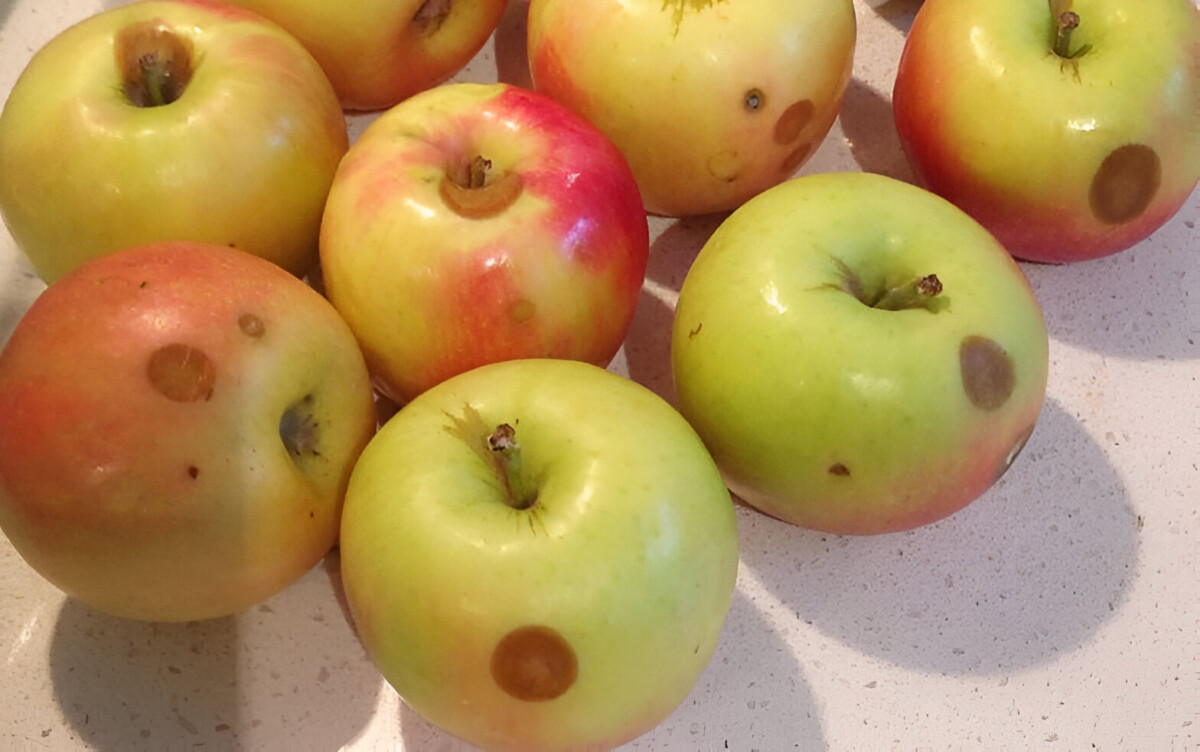 Можно ли есть яблоки с пятнами? Эксперты рассказали, почему надо смотреть на цвет