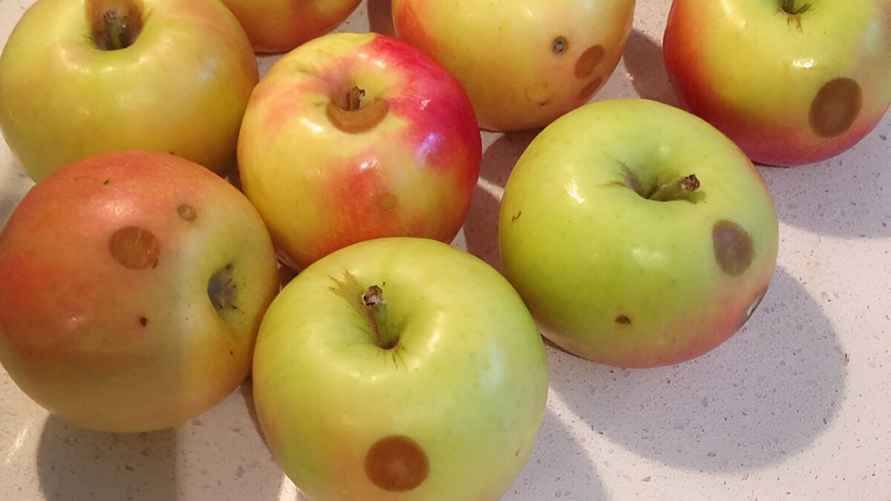 Яблоки с патулином куда опаснее