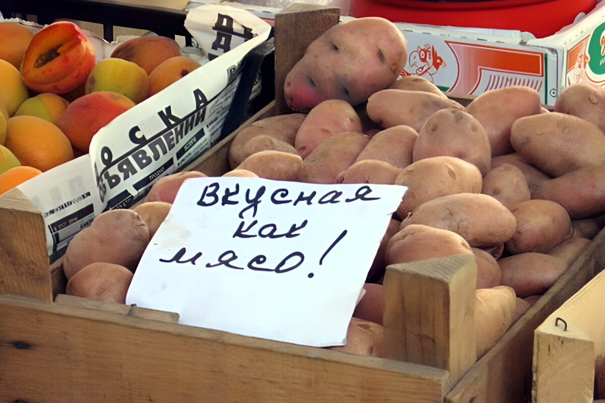 Как белорусам выбрать правильную картошку? Разобрались, какие сорта неразвариваются, а какие лучше хранятся - Telegraf.news