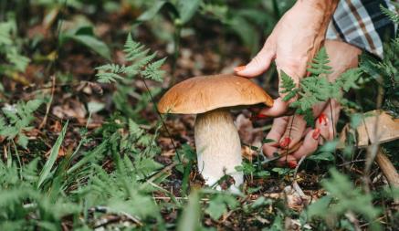 Есть ли в Беларуси ограничение на количество собранных грибов? Узнали, за что грозит штраф до 740 руб