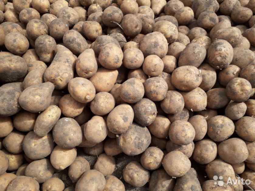 Что делать, если клубни картофеля при варке становятся рассыпчатыми, и почему так происходит
