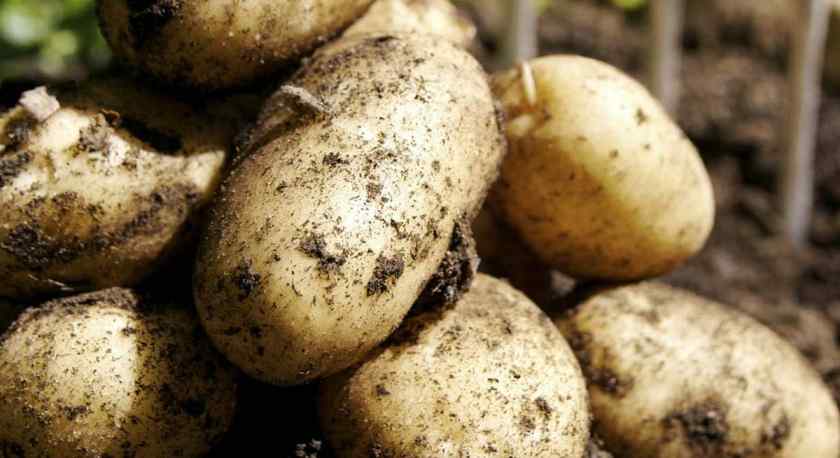 Как белорусам выбрать правильную картошку? Разобрались, какие сорта не развариваются, а какие лучше хранятся
