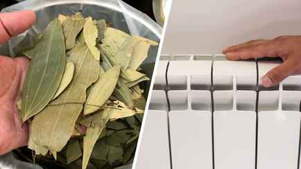 Зачем раскладывать лавровые листы на батарее? Помогут справится с неприятной проблемой