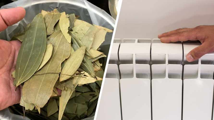 Зачем раскладывать лавровые листы на батарее? Помогут справится с неприятной проблемой