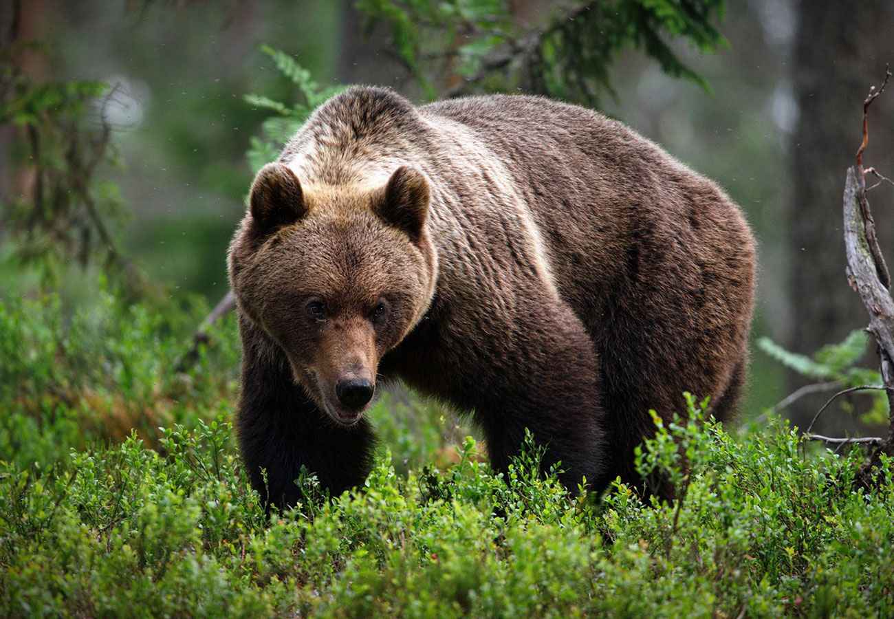 В Беларуси создали рабочую группу, чтобы определить, сколько должно быть диких животных