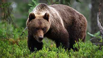 В Беларуси создали рабочую группу, чтобы определить, сколько должно быть диких животных