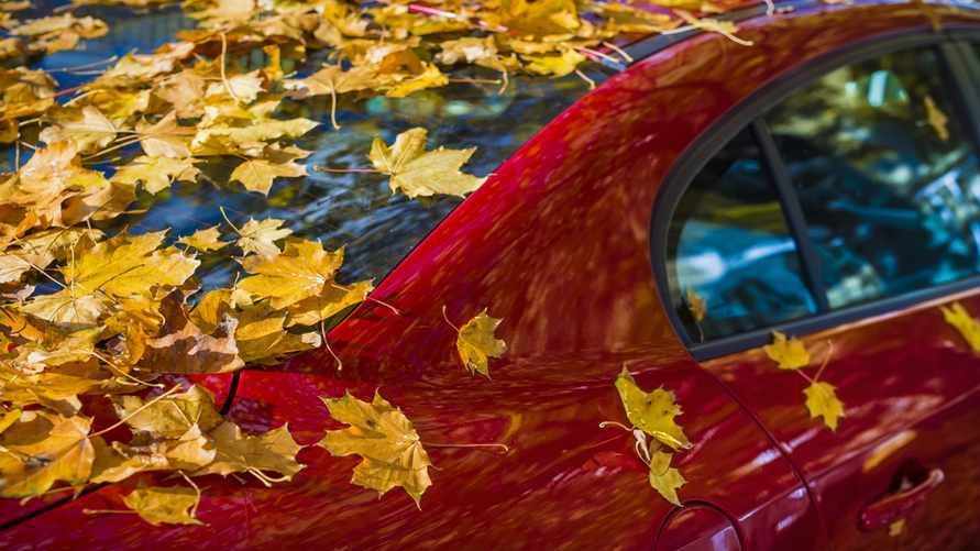 Как быстро водителям нужно убирать опавшие на авто листья? Вот что говорят эксперты
