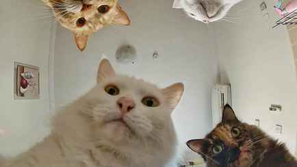 Могут ли белорусы написать завещание на кота? Юристы объяснили, как обеспечить питомца после смерти хозяина