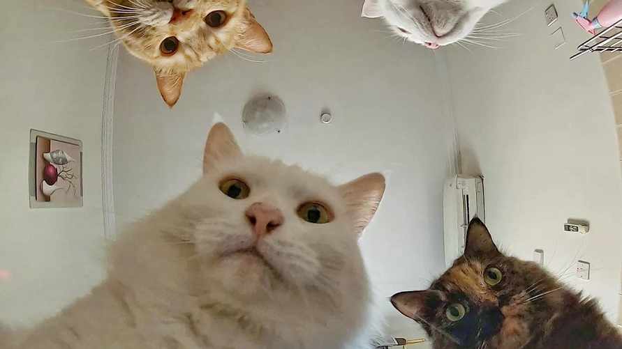 Могут ли белорусы написать завещание на кота? Юристы объяснили, как обеспечить питомца после смерти хозяина