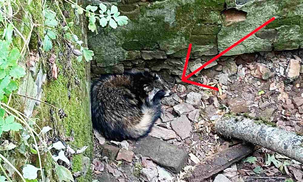 "От страха забрался в угол" — В белорусском МЧС показали, как спасли енота из ямы