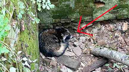 «От страха забрался в угол» — В белорусском МЧС показали, как спасли енота из ямы