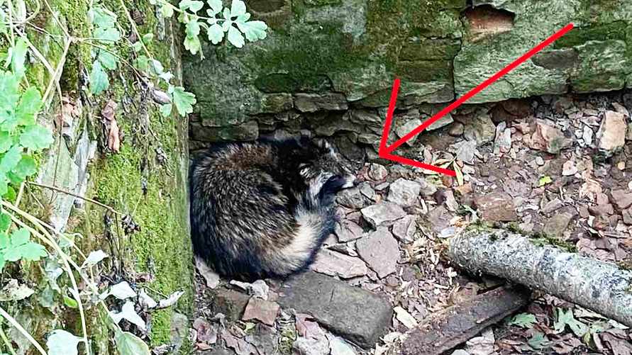 "От страха забрался в угол" — В белорусском МЧС показали, как спасли енота из ямы