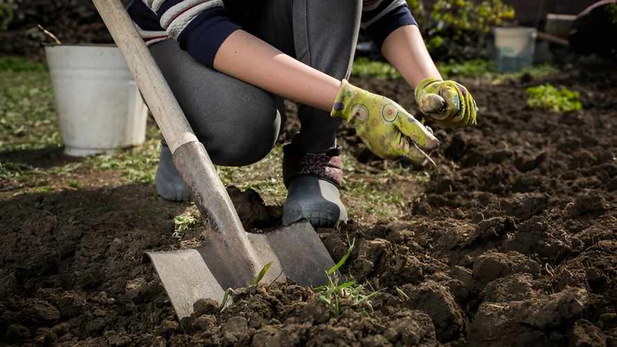 Что нужно посадить белорусам в октябре? Не забудьте об этих цветах и деревьях