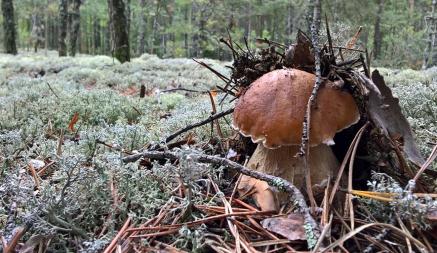 В Санэпидемслужбе рассказали, сколько белорусов умерли от отравления грибами в 2023 году. Даже съедобными?