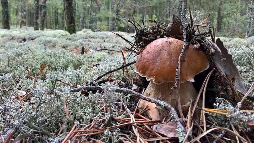 В Санэпидемслужбе рассказали, сколько белорусов умерли от отравления грибами в 2023 году. Даже съедобными?