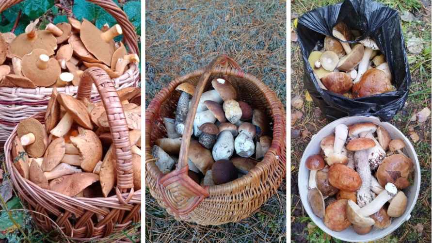 «Идут, несмотря на минус» - Белорусы рассказали, где перед выходными заметили «стада моховиков», а где «белые ещё радуют»