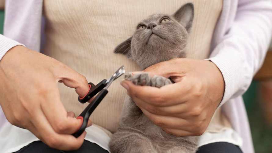 Этот трюк позволит подстричь когти даже самому буйному коту. Нужна лишь одна вещь