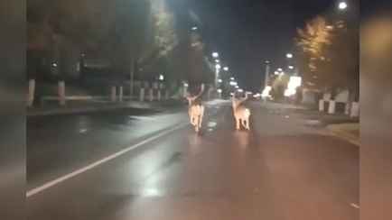 «А Санту где потеряли?» — Пару оленей сняли на видео прямо в центре Березино