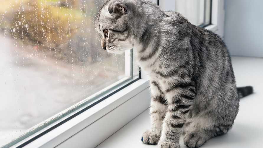 Фото иллюстрационное