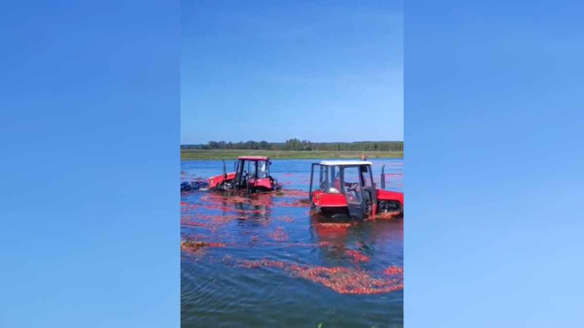 "ПОЧЕМУ ОНА В ВОДЕ???" —  В Сети завирусилось видео, как в Пинске тракторы убирают клюкву