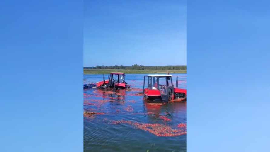 "ПОЧЕМУ ОНА В ВОДЕ???" — В Сети завирусилось видео, как в Пинске тракторы убирают клюкву