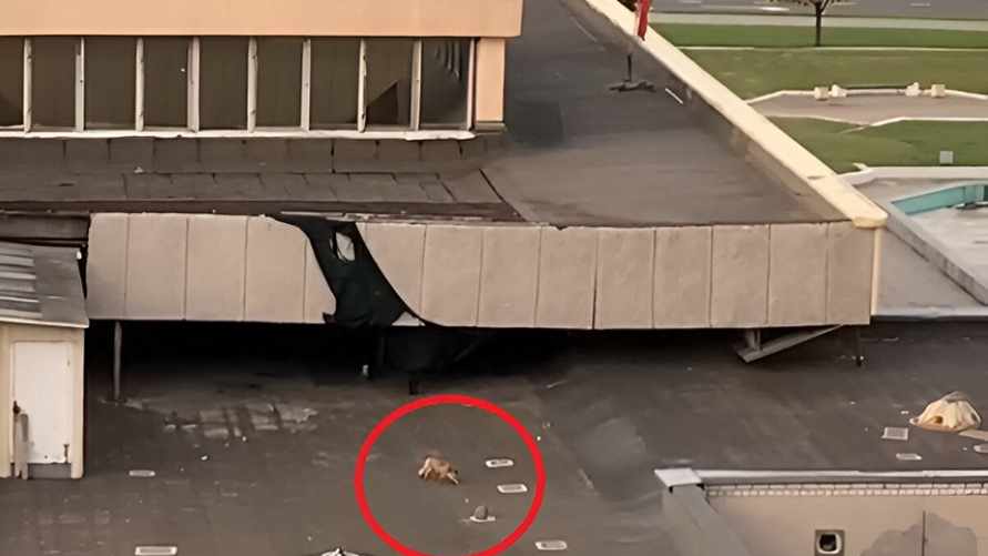 Фото: скриншот видео