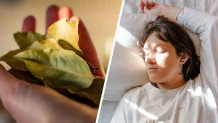 Зачем некоторые кладут лавровые листья под подушку? Узнали о их «волшебных» свойствах