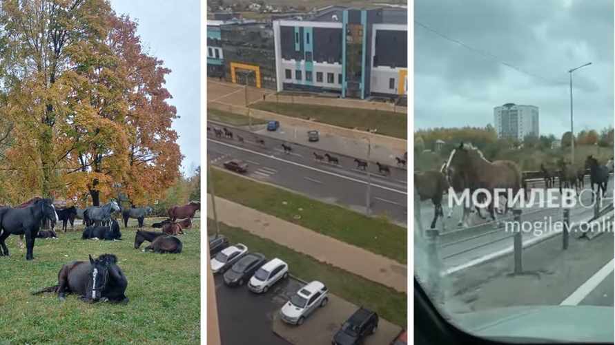 "Это капец!" — В Могилеве на улицах заметили табун из 22 лошадей