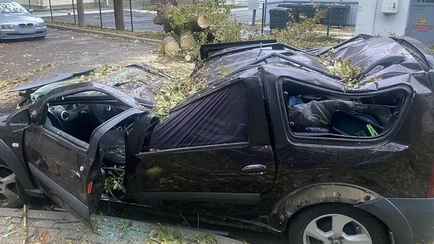 На авто из-за непогоды рухнуло дерево? Адвокаты рассказали, что в этом случае делать белорусам