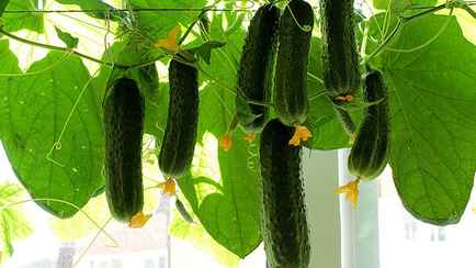 Как белорусам вырастить огурцы на подоконнике? Поливайте этим раствором каждые две недели