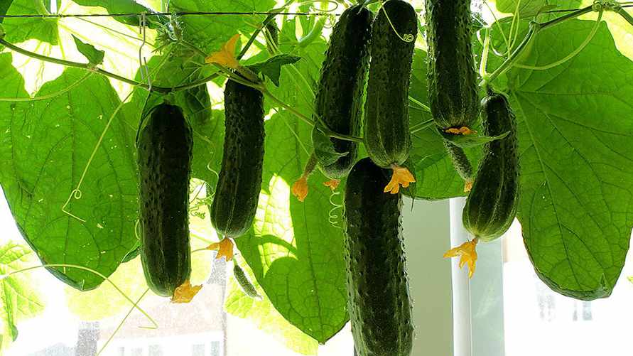 Как белорусам вырастить огурцы на подоконнике? Поливайте этим раствором каждые две недели