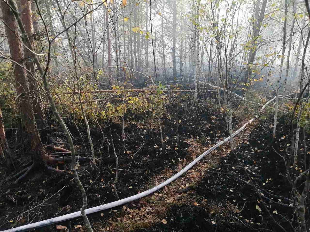 Фото: Минлесхоз